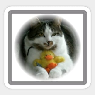 Cute Kitten with his pet Chick Sticker